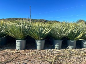 Palmier - Yucca rostrata - 70 cm