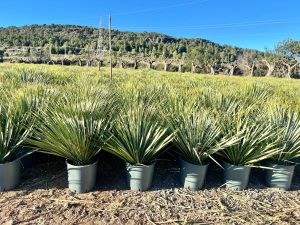 Palmier - Yucca rostrata - 70 cm