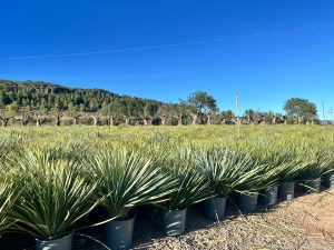 Palmier - Yucca rostrata - 70 cm