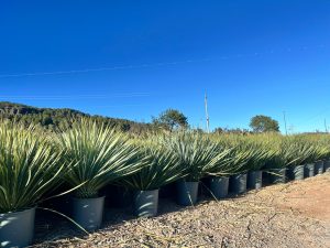 Palmier - Yucca rostrata - 70 cm