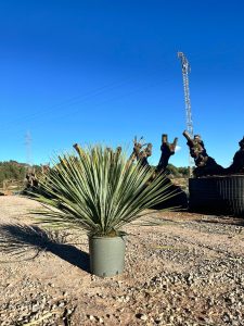 Palmier - Yucca rostrata - 70 cm