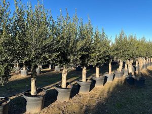 Olivier Olea Europaea 45 ans, 200 cm, qualité A+, résistant à l'hiver jusqu'à -18, fructifiant