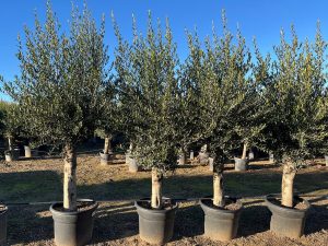 Olivier Olea Europaea 45 ans, 200 cm, qualité A+, résistant à l'hiver jusqu'à -18, fructifiant