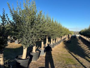 Olivier Olea Europaea 45 ans, 200 cm, qualité A+, résistant à l'hiver jusqu'à -18, fructifiant