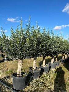 Olivier Olea Europaea 45 ans, 200 cm, qualité A+, résistant à l'hiver jusqu'à -18, fructifiant