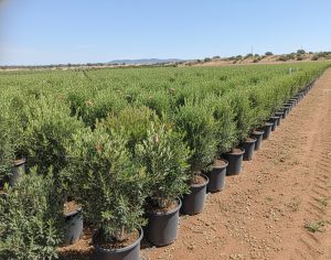 Olivier Olea Europea Arbuste Résistant Froid Feuillage Persistant Décoration Extérieure Méditerranéenne 100-120cm