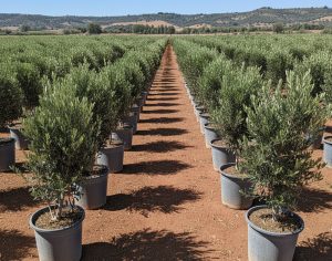 Olivier Olea Europea Arbuste Résistant Froid Feuillage Persistant Décoration Extérieure Méditerranéenne 100-120cm