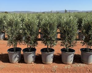 Olivier Olea Europea Arbuste Résistant Froid Feuillage Persistant Décoration Extérieure Méditerranéenne 100-120cm