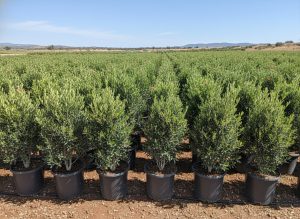 Olivier Olea Europea Arbuste Résistant Froid Feuillage Persistant Décoration Extérieure Méditerranéenne 100-120cm