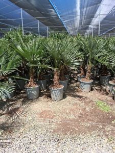 Palmier - Trachycarpus Fortunei - Palmier en éventail de Chine - Palmier à chanvre - 120-140 cm Pot compris - Hauteur du tronc 20-30 cm