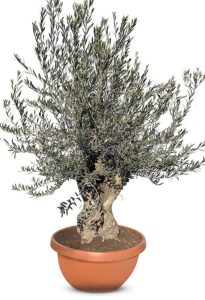 Olivier Olea Europaea Bonsaï résistant au froid 200 cm Olivier 80 ans fruité