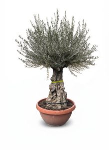 Olivier Olea Europaea Bonsaï résistant au froid 200 cm Olivier 100 ans fruité