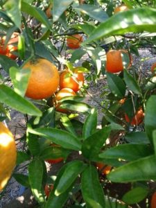 Mandarinier – 25 ans – Citrus Reticulata – Mandarin Tree – Plante d'agrumes – 180 cm – Agrumes