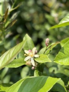 Mandarinier – 25 ans – Citrus Reticulata – Mandarin Tree – Plante d'agrumes – 180 cm – Agrumes