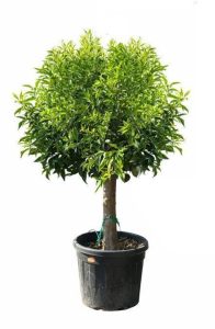 Mandarinier – 25 ans – Citrus Reticulata – Mandarin Tree – Plante d'agrumes – 180 cm – Agrumes