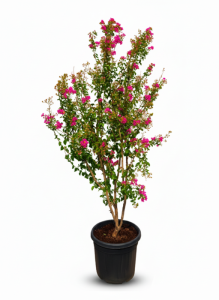 Lagerstroemia indica (lilas des Indes) – Multi-troncs – 200 cm – Conteneur de 55 litres – Fleurs roses – Arbuste ornemental exotique résistant au froid pour le jardin et la terrasse