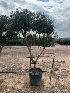 Pompon d'olivier Olea europaea – 20 ans, 220 cm de haut, résistant à l'hiver, sphérique