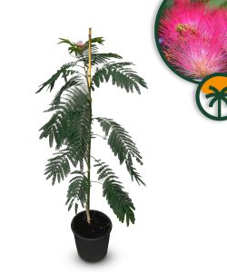 Arbre à soie - Albizia Julibrissin « Ombrella » - Arbre résistant au froid - Fleurs roses - 150 cm - Acacia à soie