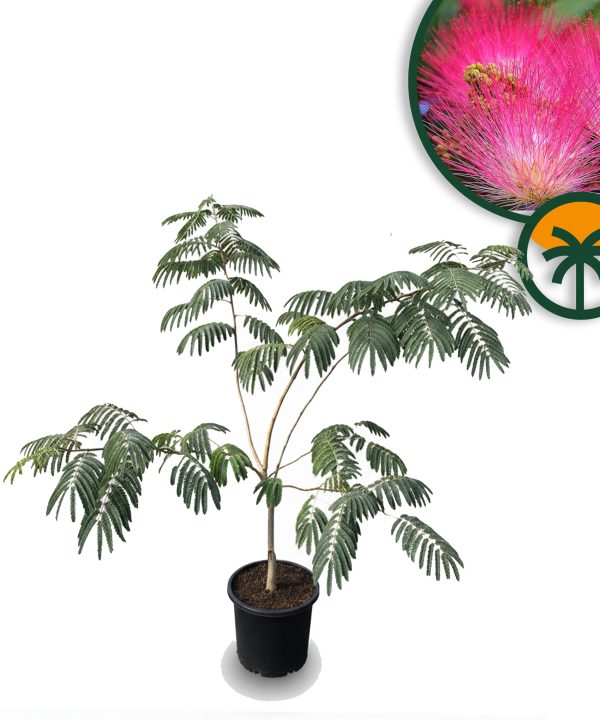 Albizia Ombrella – Arbre à ombre persan, hauteur 120 cm, pot de 10 litres, arbre décoratif