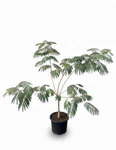 Albizia Ombrella – Arbre à ombre persan, hauteur 120 cm, pot de 10 litres, arbre décoratif