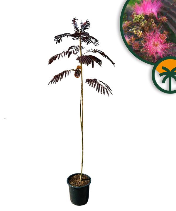 Arbre à dormir - Albizia Julibrissin « Summer Chocolate » - Arbre résistant au froid - Fleurs roses - 150 cm - Acacia soyeux
