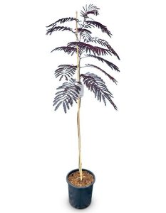 Arbre à dormir - Albizia Julibrissin « Summer Chocolate » - Arbre résistant au froid - Fleurs roses - 150 cm - Acacia soyeux
