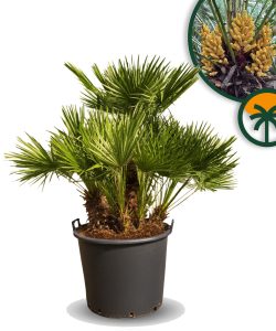 Chamaerops Humilis - Palmier nain européen - Palmier à feuilles persistantes résistant à l'hiver - 170 cm de haut, pot compris - résistant à l'hiver - plusieurs troncs