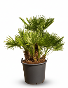 Chamaerops Humilis - Palmier nain européen - Palmier à feuilles persistantes résistant à l'hiver - 170 cm de haut, pot compris - résistant à l'hiver - plusieurs troncs