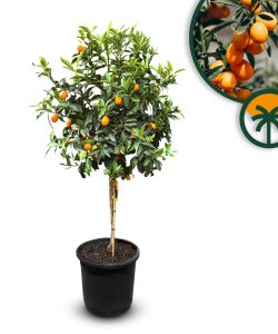 Kumquat - Citrus Fortunella - Agrumier - Arbre fruitier - 8 ans - 160 centimètres