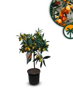 Kumquat - Citrus Fortunella - Agrumier - Arbre fruitier - 3 ans - 90 centimètres