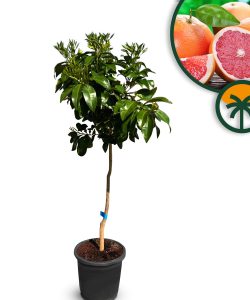 Pamplemousse - Citrus Paradisi - Agrumier - Arbre fruitier - 8 ans - 160 centimètres