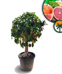 Pamplemousse – 30 ans – Citrus Paradisi – Plante d'agrumes – 180 cm – Agrumes