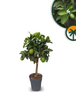 Limettier - Citrus Latifolia - 90 cm 3 ans - Emplacements ensoleillés - Fruits - Arbre fruitier