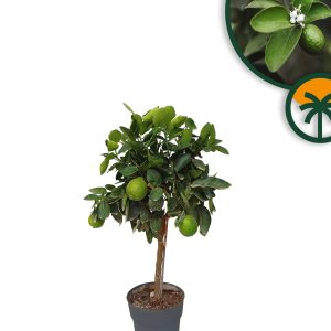Limettier - Citrus Latifolia - 90 cm 3 ans - Emplacements ensoleillés - Fruits - Arbre fruitier