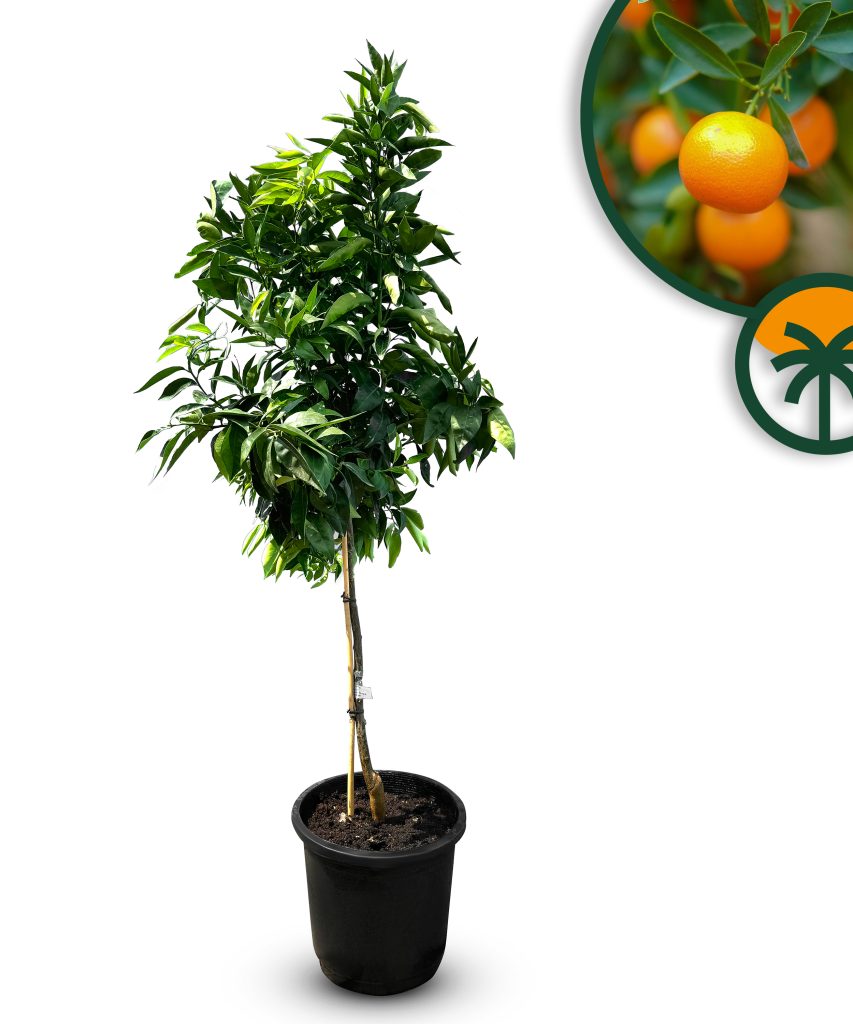 Agrume - Citrus reticulata - 150 cm
