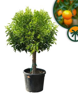 Mandarinier – 25 ans – Citrus Reticulata – Mandarin Tree – Plante d'agrumes – 180 cm – Agrumes