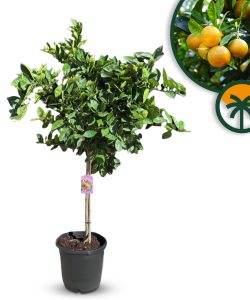 Oranger  - Citrus Sinensis - Fruit - Oranger - Citrus Plant - 160 centimètres - A+