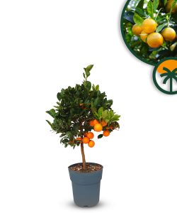 Oranger - Citrus Calamondin - 90 cm - Oranger de 3 ans - Emplacements ensoleillés - Fruits - Arbre fruitier