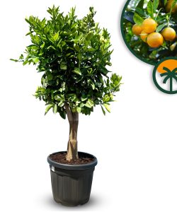 Oranger – 25 ans – Citrus Sinensis – Orange Tree – Plante d'agrumes – 180 cm – Agrumes