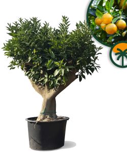 Oranger âgé de 50 ans – Citrus sinensis, hauteur 220 cm pot compris, circonférence du tronc 50-60 cm, oranges comestibles, agrume pour terrasse et jardin.