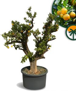 Oranger, ramifié, âgé de 50 ans – Citrus sinensis, circonférence du tronc 70-80 cm, hauteur 240 cm pot compris – Agrumier