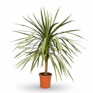 Cordyline australis, plante ornementale à feuilles persistantes résistante au froid, cabbage tree pour le jardin et la terrasse, plante exotique en pot, hauteur 150 cm