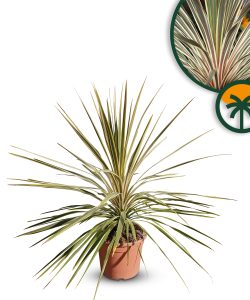 Cordyline australis « Dazzler » Lys géant, 100 cm, pot de 10 l, plante de jardin rustique pour l'intérieur et l'extérieur