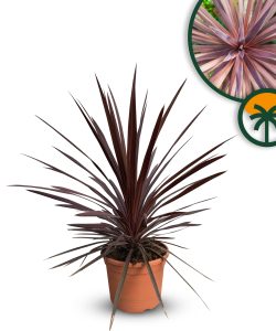 Cordyline australis « Red Star » Lys géant, 100 cm, pot de 10 l, plante de jardin rustique pour l'intérieur et l'extérieur