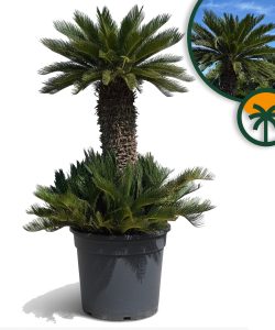 Cycas Revoluta Grupo (160L) 180cm