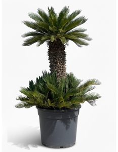 Cycas Revoluta Grupo (160L) 180cm