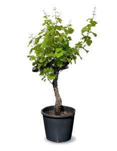 Vitis Vinifera « Media Red Globe » Vigne – 120 cm de haut – Résistante au froid – Pot de 26 litres – Gros raisins rouges de table – Balcon, terrasse et jardin