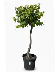 Vitis vinifera « Red Globe » – vigne, 170 cm, pot de 45 L, résistante au froid, pour emplacement ensoleillé, plante premium en pot pour jardin, terrasse et balcon