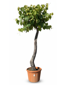 Vitis Vinifera « Media Red Globe » Vigne – 240 cm de haut – Résistante au froid – Pot de 90 litres – Gros raisins rouges de table – Balcon, terrasse et jardin