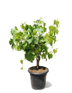 Vitis Vinifera Moscatel de Alejandria, 50 cm, taille du pot C-10 l